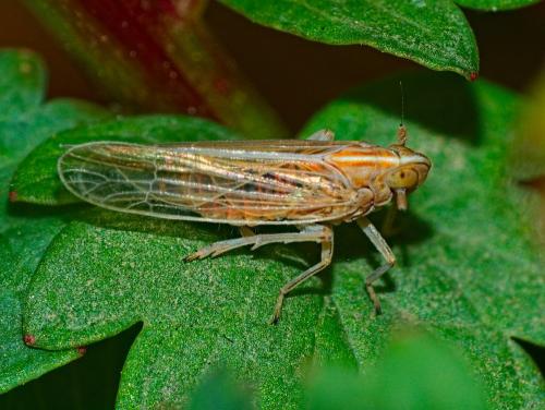 Réf. 337 036 : Stenocranus major